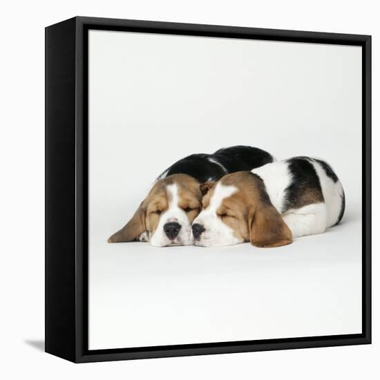 Two Sleeping Puppies-null-Framed Stretched Canvas