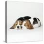 Two Sleeping Puppies-null-Stretched Canvas