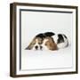 Two Sleeping Puppies-null-Framed Photographic Print