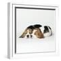 Two Sleeping Puppies-null-Framed Photographic Print