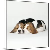 Two Sleeping Puppies-null-Mounted Photographic Print
