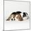 Two Sleeping Puppies-null-Mounted Photographic Print