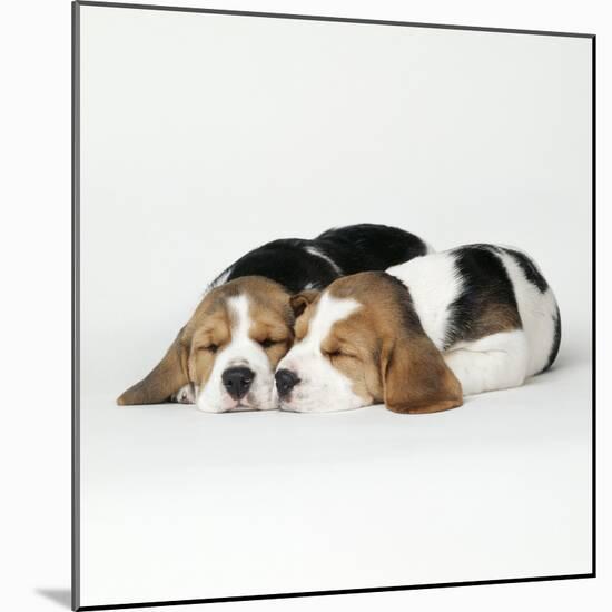 Two Sleeping Puppies-null-Mounted Photographic Print