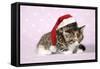 Two Sleepy Kittens, One Wearing a Christmas Hat-null-Framed Stretched Canvas