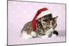 Two Sleepy Kittens, One Wearing a Christmas Hat-null-Mounted Photographic Print