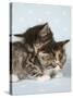 Two Sleepy Kittens-null-Stretched Canvas