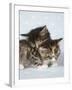 Two Sleepy Kittens-null-Framed Photographic Print