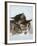 Two Sleepy Kittens-null-Framed Photographic Print