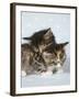 Two Sleepy Kittens-null-Framed Photographic Print