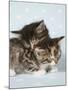 Two Sleepy Kittens-null-Mounted Photographic Print