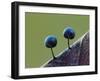 Two Slime mould sporangia forming on decaying leaf, UK-Andy Sands-Framed Photographic Print