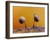 Two Slime mould sporangia forming on decaying leaf, UK-Andy Sands-Framed Photographic Print