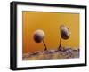 Two Slime mould sporangia forming on decaying leaf, UK-Andy Sands-Framed Photographic Print