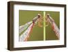 Two Small Red Damselflies {Ceriagrion Tenellum} Covered in Morning Dew, Arne Reserve, Dorset, UK-Ross Hoddinott-Framed Photographic Print