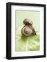 Two Snails on a Cabbage Leaf-Eising Studio - Food Photo and Video-Framed Photographic Print