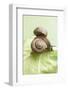 Two Snails on a Cabbage Leaf-Eising Studio - Food Photo and Video-Framed Photographic Print