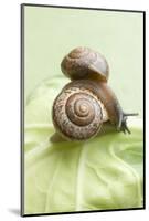 Two Snails on a Cabbage Leaf-Eising Studio - Food Photo and Video-Mounted Photographic Print