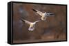 Two Snow Goose (Chen Caerulescens) Landing-James Hager-Framed Stretched Canvas