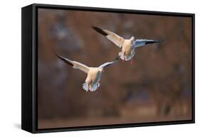 Two Snow Goose (Chen Caerulescens) Landing-James Hager-Framed Stretched Canvas