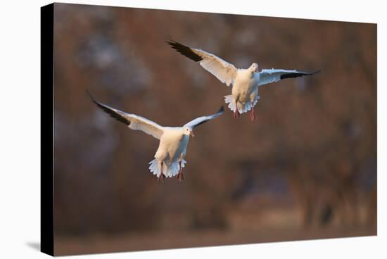 Two Snow Goose (Chen Caerulescens) Landing-James Hager-Stretched Canvas