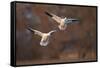 Two Snow Goose (Chen Caerulescens) Landing-James Hager-Framed Stretched Canvas