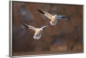 Two Snow Goose (Chen Caerulescens) Landing-James Hager-Framed Photographic Print