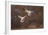 Two Snow Goose (Chen Caerulescens) Landing-James Hager-Framed Photographic Print