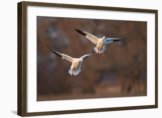 Two Snow Goose (Chen Caerulescens) Landing-James Hager-Framed Photographic Print