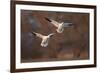 Two Snow Goose (Chen Caerulescens) Landing-James Hager-Framed Photographic Print