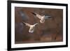 Two Snow Goose (Chen Caerulescens) Landing-James Hager-Framed Photographic Print