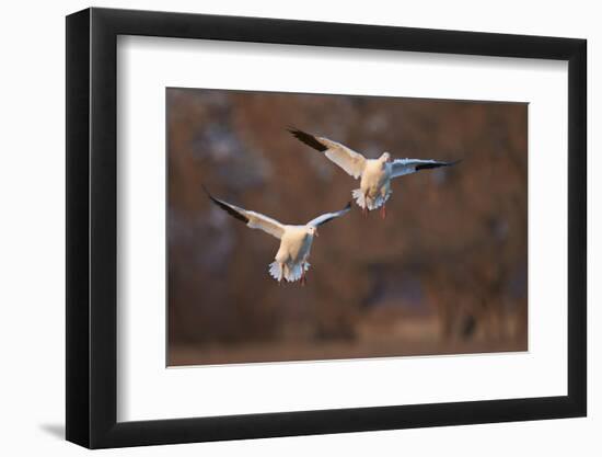 Two Snow Goose (Chen Caerulescens) Landing-James Hager-Framed Photographic Print