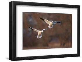 Two Snow Goose (Chen Caerulescens) Landing-James Hager-Framed Photographic Print