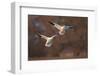 Two Snow Goose (Chen Caerulescens) Landing-James Hager-Framed Photographic Print
