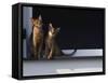 Two Somali Cats Sitting on Window Ledge, Italy-Adriano Bacchella-Framed Stretched Canvas