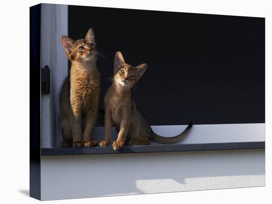 Two Somali Cats Sitting on Window Ledge, Italy-Adriano Bacchella-Stretched Canvas