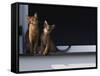 Two Somali Cats Sitting on Window Ledge, Italy-Adriano Bacchella-Framed Stretched Canvas