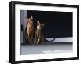 Two Somali Cats Sitting on Window Ledge, Italy-Adriano Bacchella-Framed Photographic Print