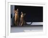 Two Somali Cats Sitting on Window Ledge, Italy-Adriano Bacchella-Framed Photographic Print