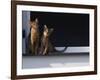 Two Somali Cats Sitting on Window Ledge, Italy-Adriano Bacchella-Framed Photographic Print