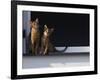 Two Somali Cats Sitting on Window Ledge, Italy-Adriano Bacchella-Framed Photographic Print