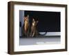 Two Somali Cats Sitting on Window Ledge, Italy-Adriano Bacchella-Framed Photographic Print