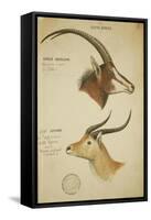 Two South African Antelope, C.1860-John Hanning Speke-Framed Stretched Canvas