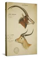 Two South African Antelope, C.1860-John Hanning Speke-Stretched Canvas