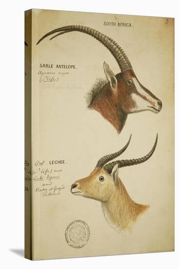 Two South African Antelope, C.1860-John Hanning Speke-Stretched Canvas