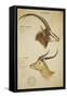 Two South African Antelope, C.1860-John Hanning Speke-Framed Stretched Canvas