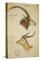 Two South African Antelope, C.1860-John Hanning Speke-Stretched Canvas