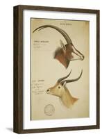 Two South African Antelope, C.1860-John Hanning Speke-Framed Giclee Print