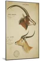 Two South African Antelope, C.1860-John Hanning Speke-Mounted Giclee Print