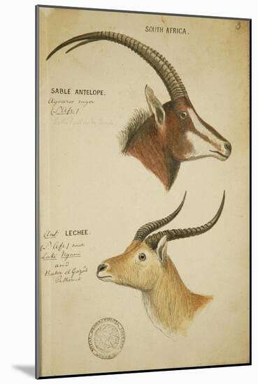 Two South African Antelope, C.1860-John Hanning Speke-Mounted Giclee Print
