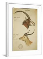 Two South African Antelope, C.1860-John Hanning Speke-Framed Giclee Print